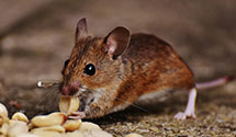 24 Hour & Emergency Exterminators in Princess Anne, MD